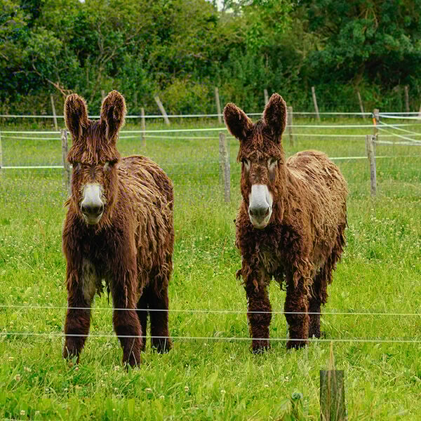 Saving Endangered Donkey Breeds Saving Endangered Donkey Breeds